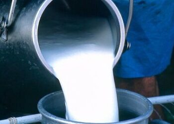 अफवेने धरला जोर : दुग्ध पशुंवर लंपी आजाराचे सावटाने दूध, चहा न पिण्याचा केला जातोय अपप्रचार !