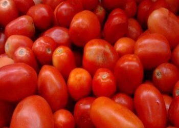 Health Risk: टोमॅटोचे अतिसेवन देतं ‘या’ आजाराला निमंत्रण