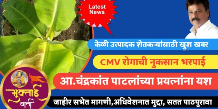 केळी उत्पादक शेतकऱ्यांसाठी खुश खबर ,लवकरच CMV रोगाची नुकसान भरपाई मिळणार !