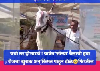 चर्चा तर होणारचं ! यात्रेत ‘सोन्या’ बैलाची हवा   ; रोजचा खुराक अन् किंमत पाहून डोळे😳फिरतील