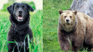 गोंदिया : पाळीव कुत्र्याने अस्वलाच्या हल्ल्यातून वाचवले मालकाचे प्राण