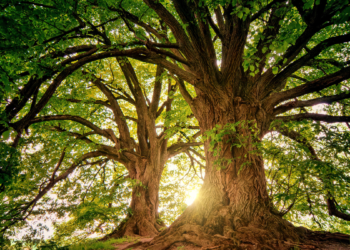 पर्यावरण जपणे आपले कर्तव्य !