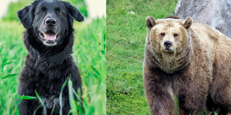 गोंदिया : पाळीव कुत्र्याने अस्वलाच्या हल्ल्यातून वाचवले मालकाचे प्राण