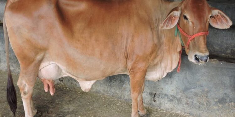 देशी गाईंच्या संगोपनात महाराष्ट्र शासनाची वाटचाल