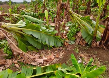 मुक्ताईनगरमध्ये वादळी वाऱ्याचा कहर! 395 हेक्टर शेती पिकांचे नुकसान, शेतकरी हवालदिल