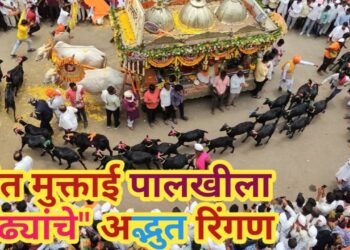 संत मुक्ताई पालखी सोहळ्याला,संत बाळू मामांच्या मेंढ्यांचे रिंगण