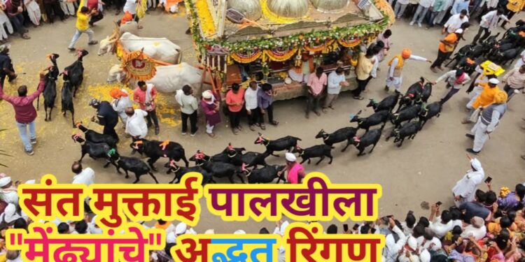 संत मुक्ताई पालखी सोहळ्याला,संत बाळू मामांच्या मेंढ्यांचे रिंगण